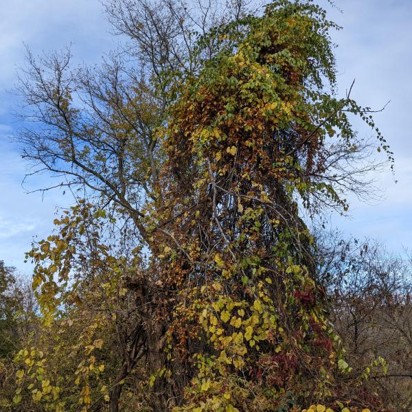 Species Spotlight Asiatic Bittersweet Vermont Invasives